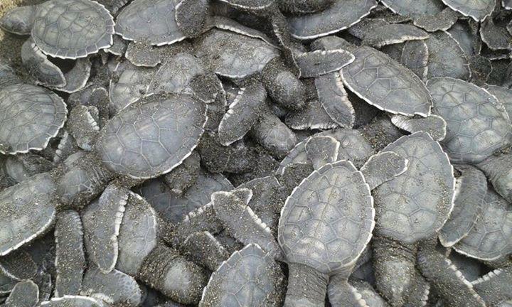 Tortugas