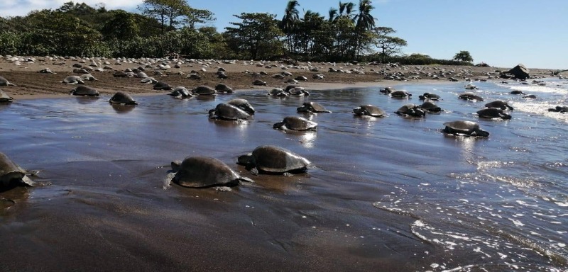 Tortugas foto
